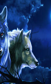 Beautiful   Wolfs