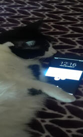 Phone held by a cat