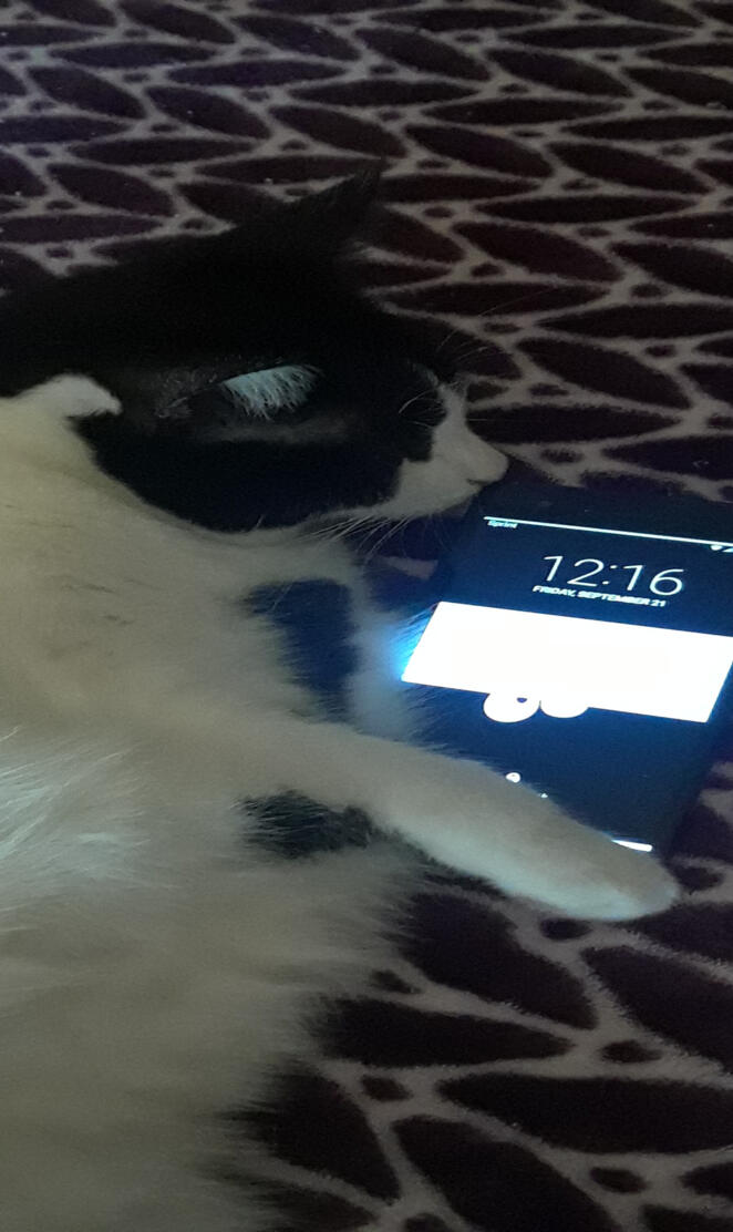 Phone held by a cat