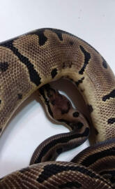 Ollie ball python