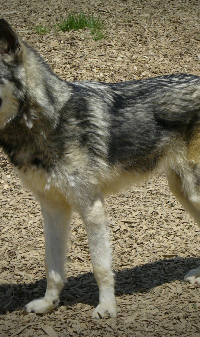 Wolf Hybrid