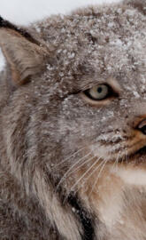 Canadian Lynx