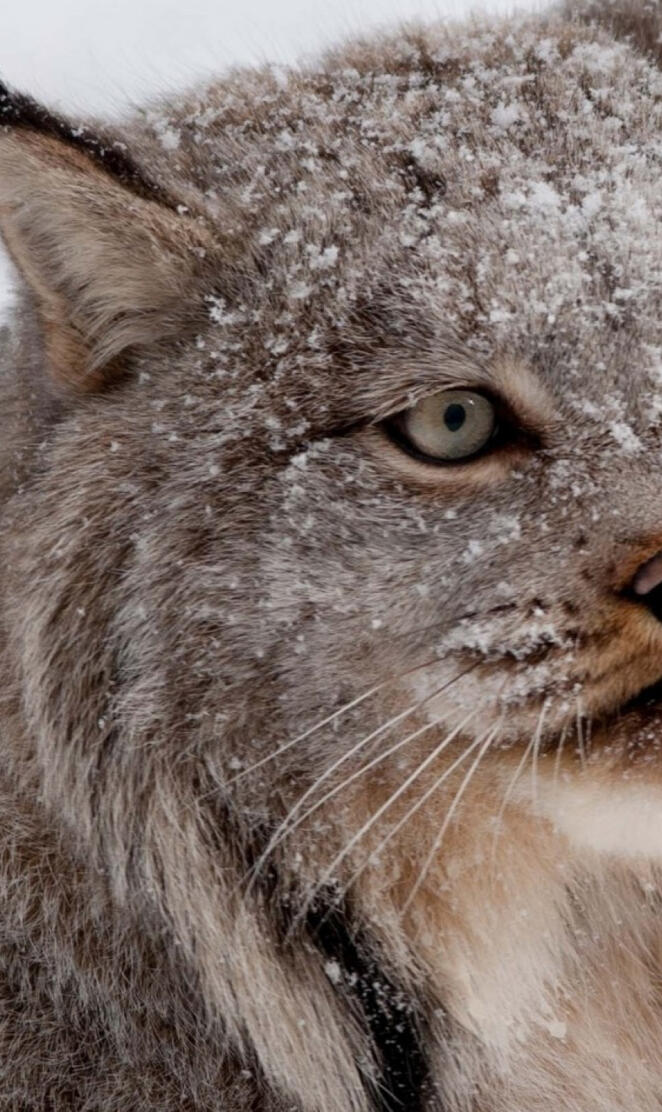 Canadian Lynx