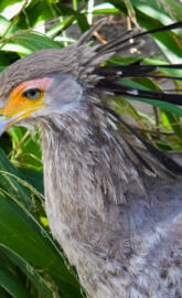 Secretary bird 