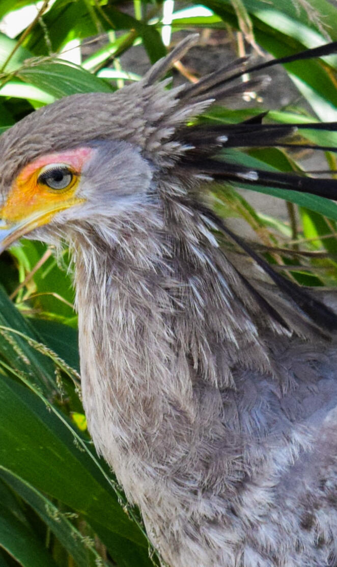 Secretary bird 
