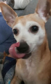 Bella Perfect Timing