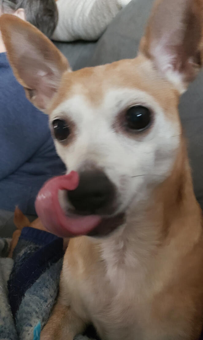 Bella Perfect Timing