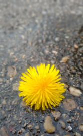 dandelion