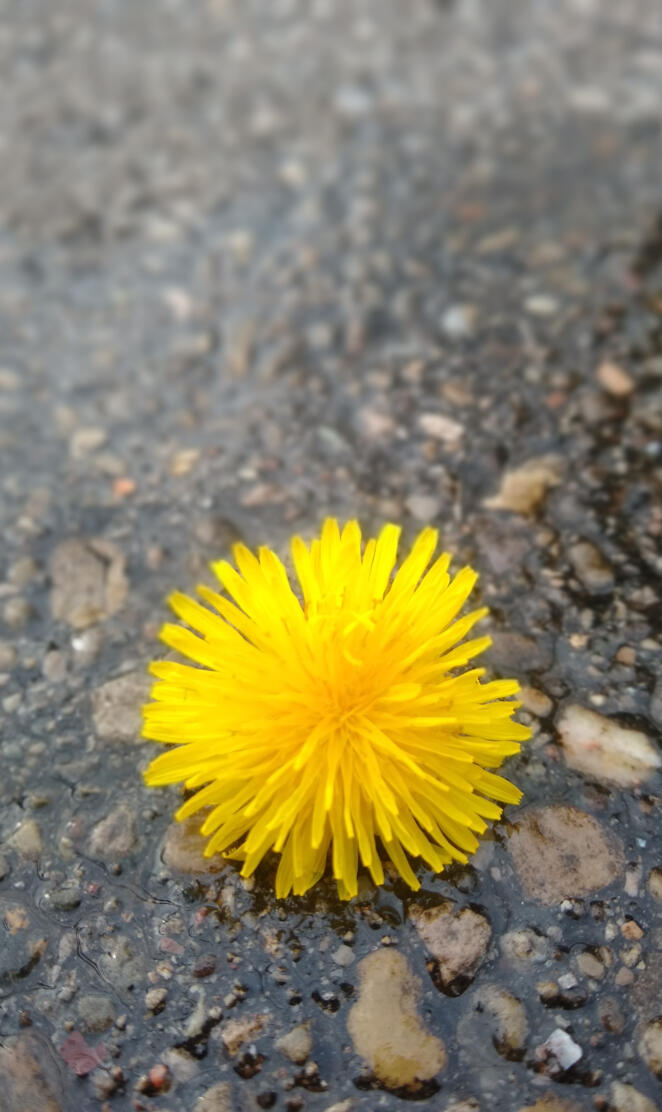 dandelion