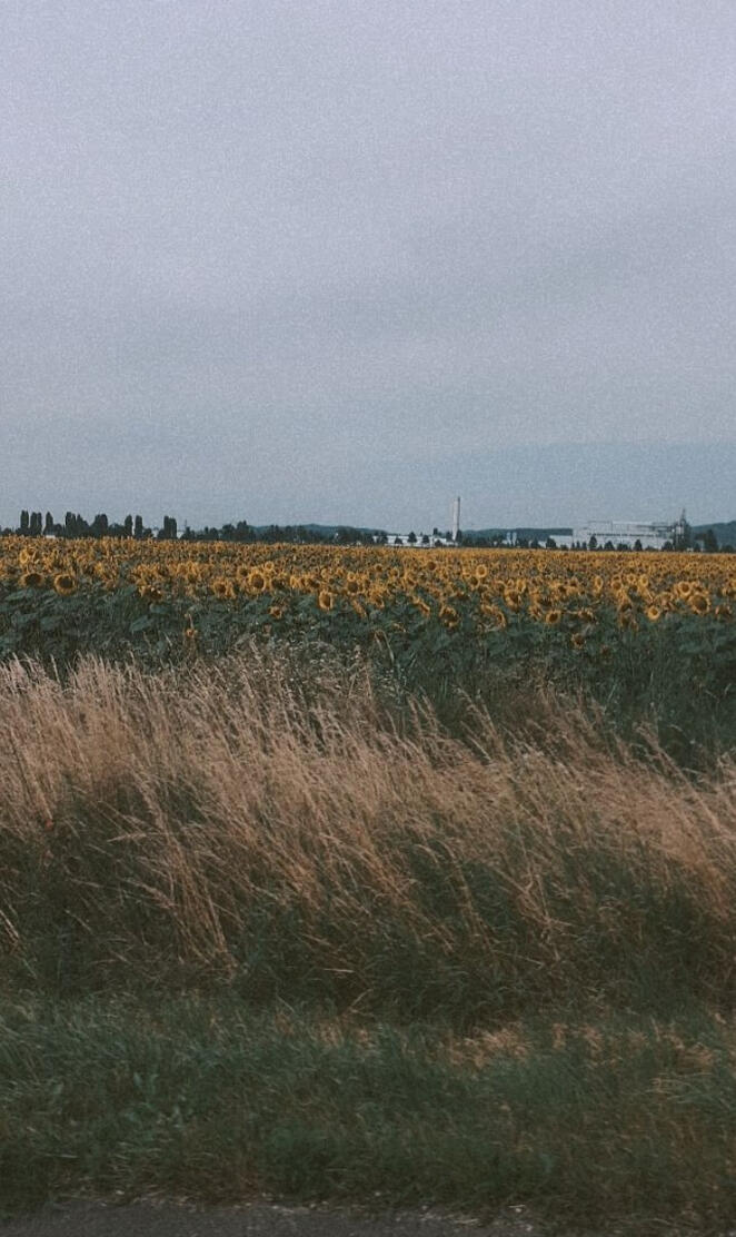 Sunflower aesthetic