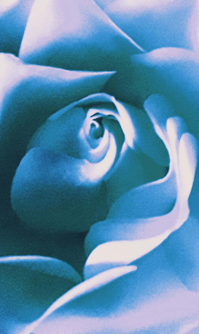 Aesthetic blue rose