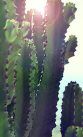 Cactus in Mexico