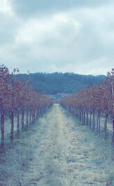 Wine country 