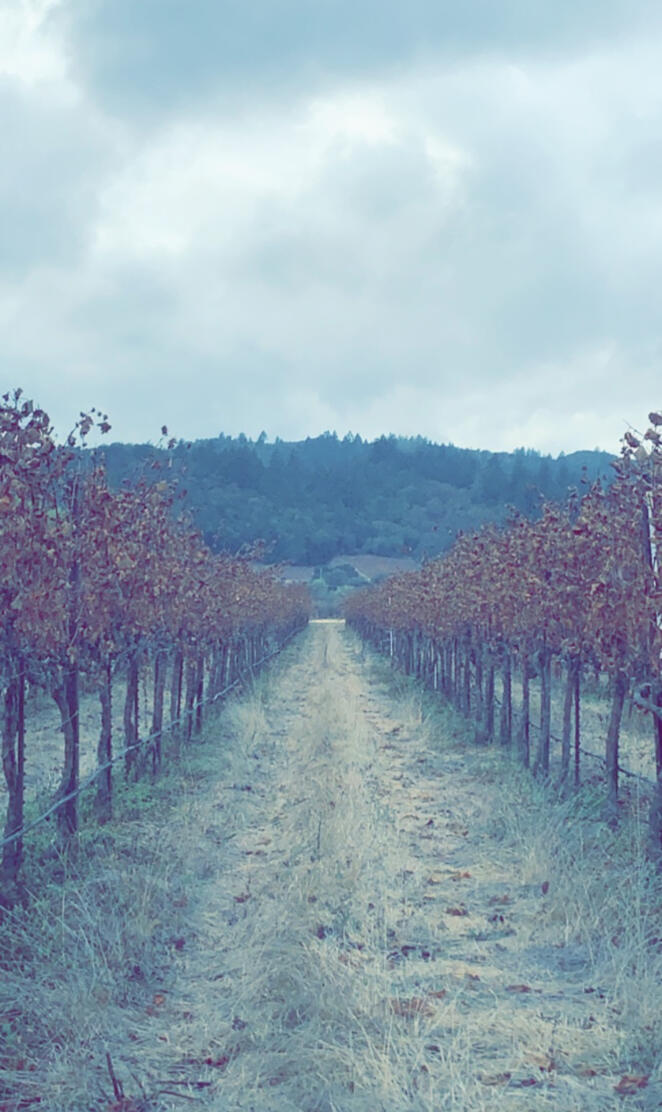 Wine country 