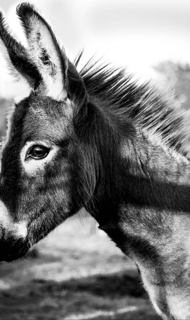 Miniature Donkey