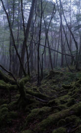 Dark forest trees