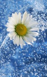 Chamomile And Water