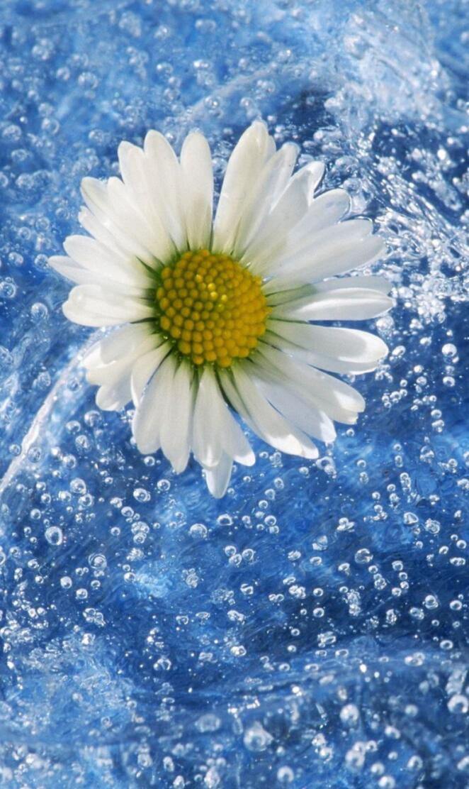 Chamomile And Water