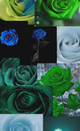 Blue and Green Rose