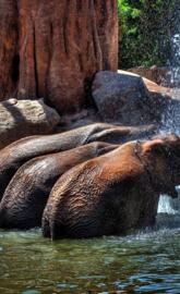 Who needs a car wash