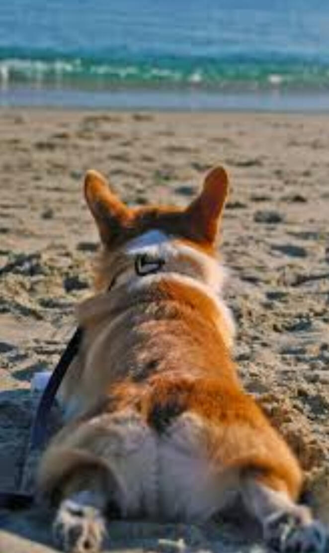 Corgi booty