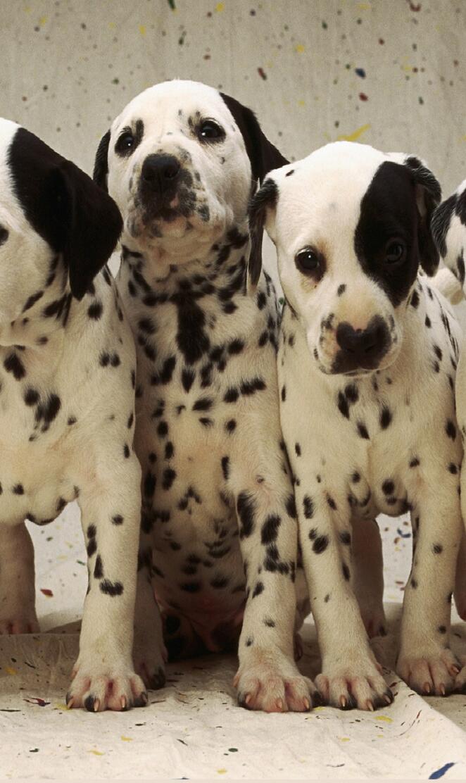 No More Paintballing