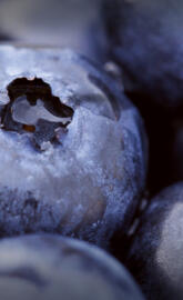 Motorola Moto X 2014