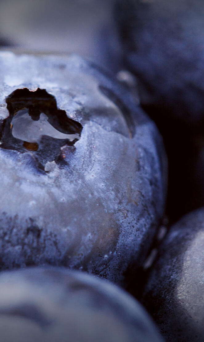 Motorola Moto X 2014