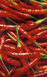 Motorola Moto X 2014