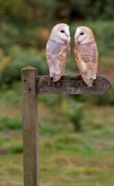 Barn owls perching