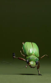 Hip-Hop Bug