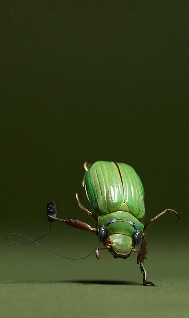 Hip-Hop Bug