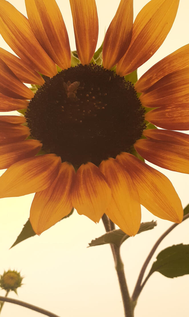 Aesthetic Sunflower