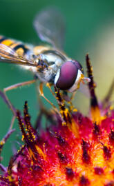 Hover Fly