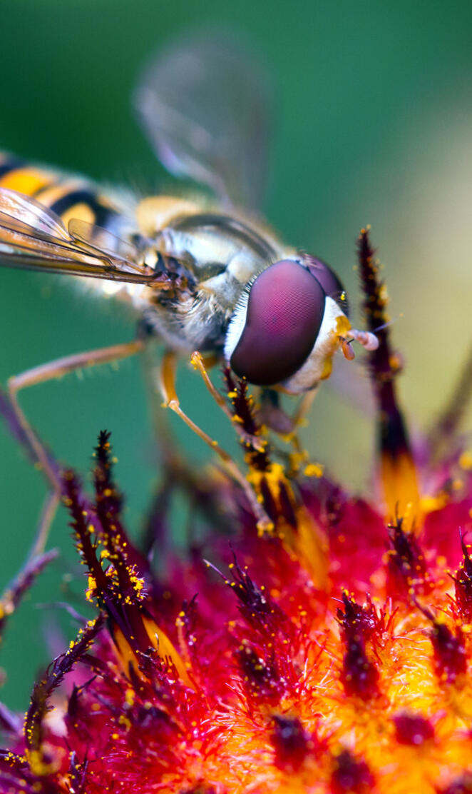 Hover Fly