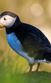 Puffin blue