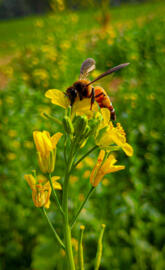 bee hdr