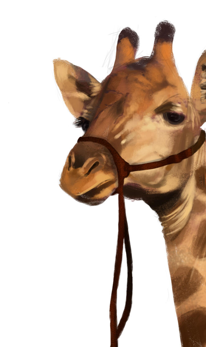 Giraffe