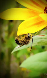 Pollenated bee