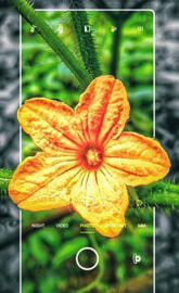 Cucumber flower 