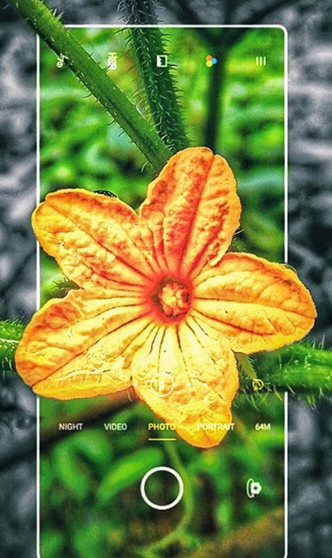 Cucumber flower 