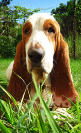 Dog Basset hound
