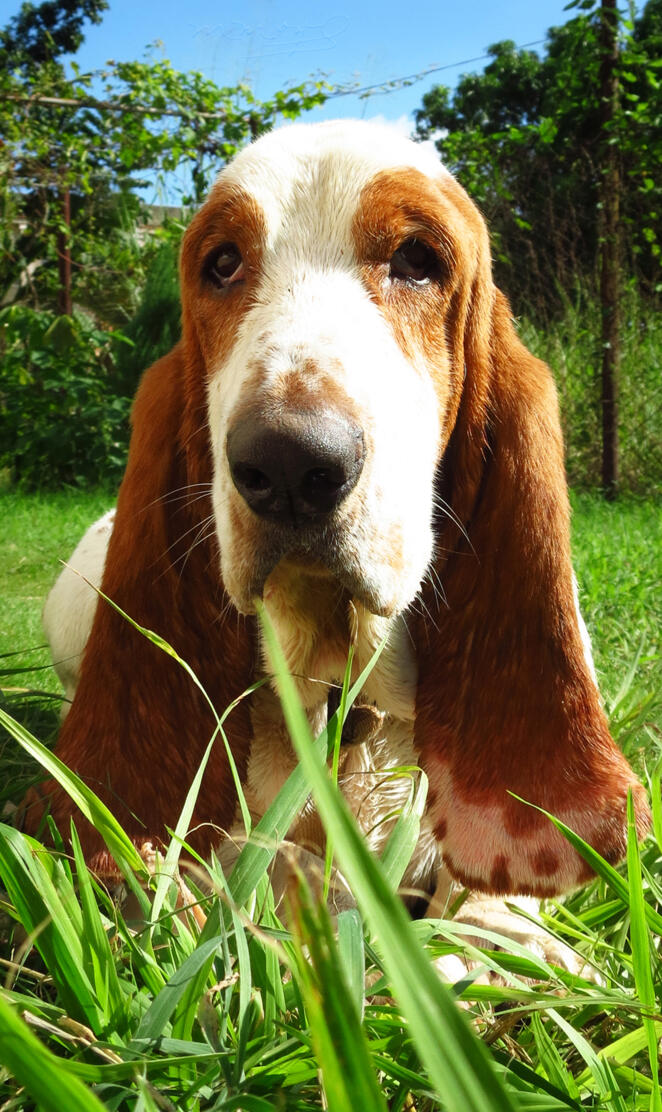 Dog Basset hound