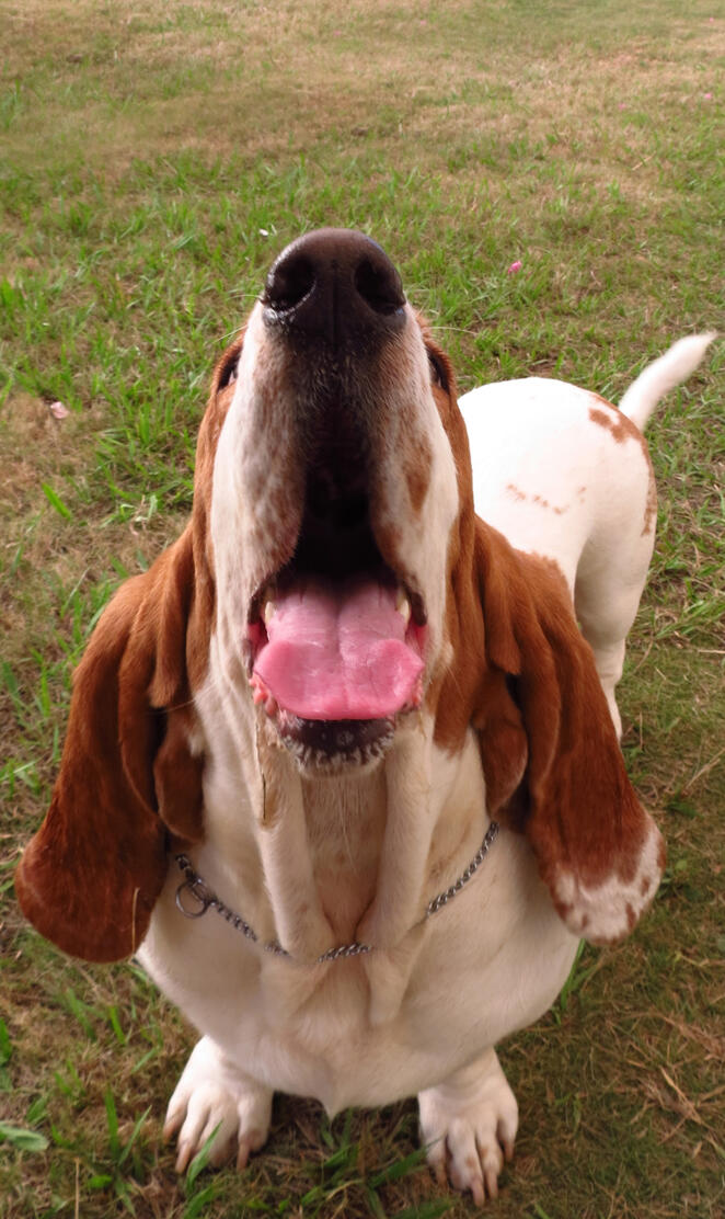 Dog Basset hound