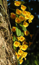 Dendrobium Agregatum