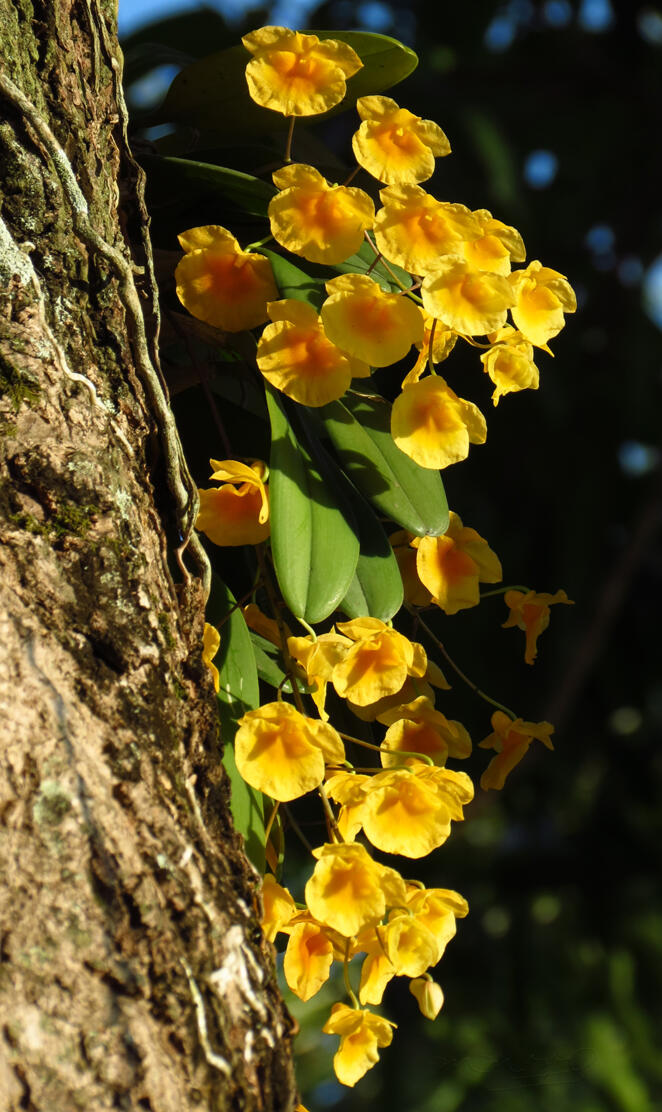 Dendrobium Agregatum