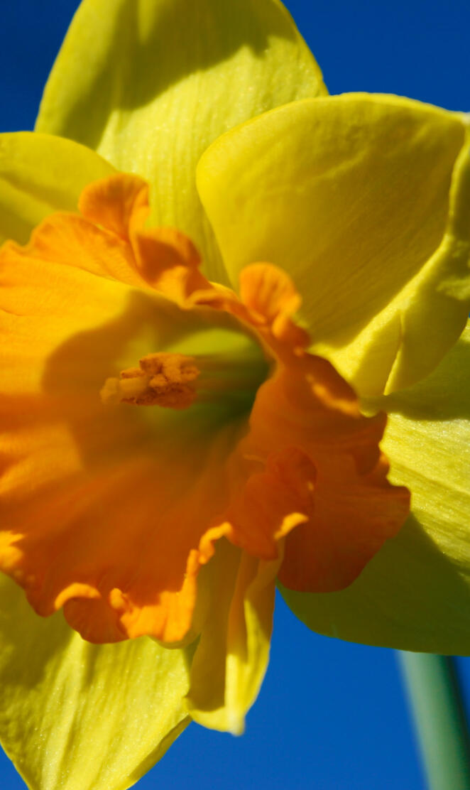 Daffodil
