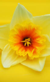 Daffodil