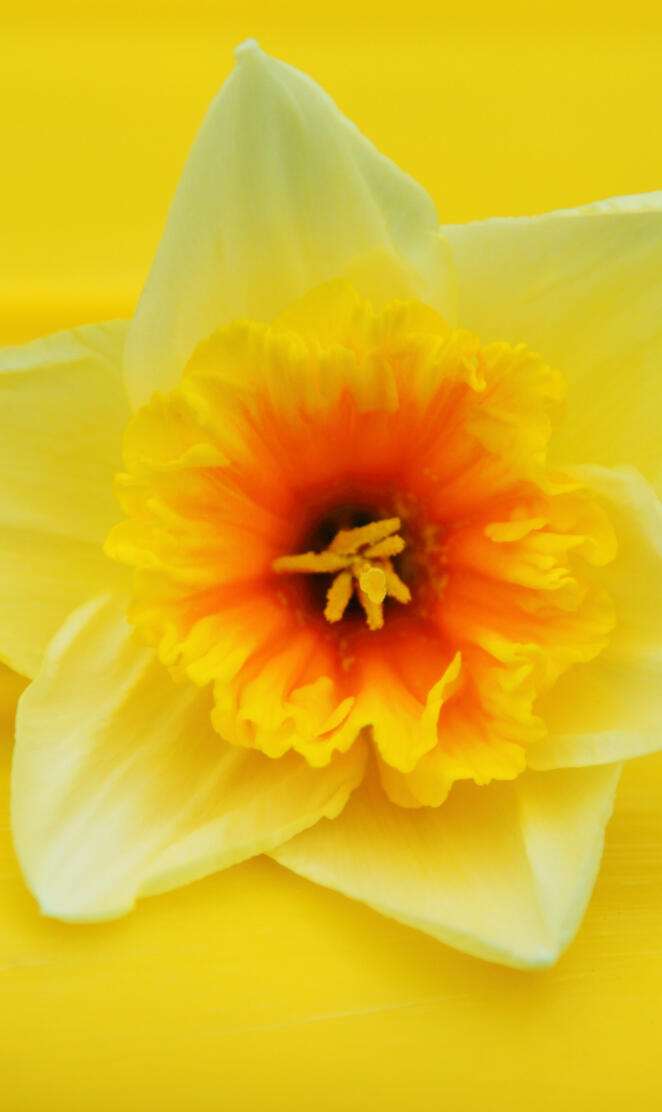 Daffodil