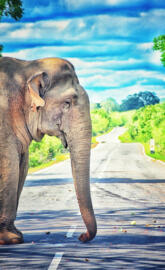 Elephant Srilanka